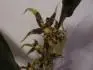 orchidej