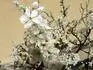 Prunus spinosa(Trnka Obecn)