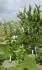Marhua na podpnku St. Julien