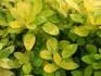 Thymus