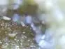 Prunus rust mite