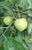 Golden Delicious