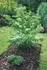 Cornus kousa Milky Way