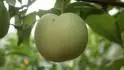 falen Dapple Dandy (Uhersk Ostroh)