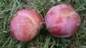 falen Dapple Dandy (Uhersk Ostroh)