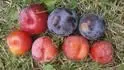falen Dapple Dandy a Black Gigant