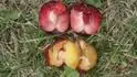Black Gigant a falen Dapple Dandy