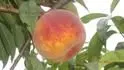 Envoy