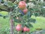 Honeycrisp
