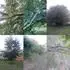 Foto strom, posledn dv broskvo