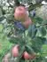 Honeycrisp