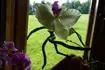 Kvetouc odno orchideje