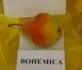 Bohemica-v dobrom roku sa viac vyfarb, v horom je zelenia