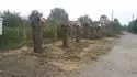 Oezan morue