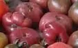 PURPLE-CALABASH