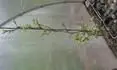Somerset m na vertiku ve spodnch patrech u po 3 hroznkch