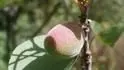 Early Orange