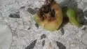 larvy plodomorky 