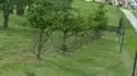 Okousan smrky