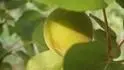 Ninfa