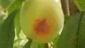 Earlycrest