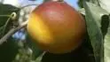 Bergarouge