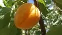 Orangered