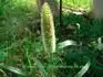PEARL MILLET