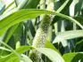 PEARL MILLET