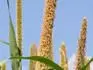 PEARL MILLET