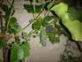 Lakemont seedless