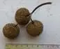Plody platanu