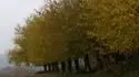 Morue v mlze 17.11.2017