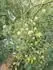 Multiflora
