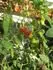 GardenberryF1 vo dvore 26. mja