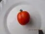 Prvn reje ze studenho paenit