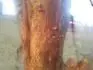 brouk