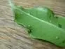 Voskov bublinky na listech fikusu