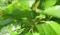 erven vine