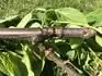Tipala2