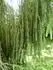 picea abies virgata