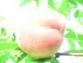 Springtime