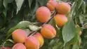 Orangered