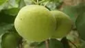 Vesprima