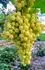 Regal Seedless