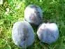 Haroma