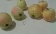 jablko .5