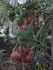 Stupice