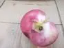 Rosette