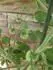 GardenberryF1